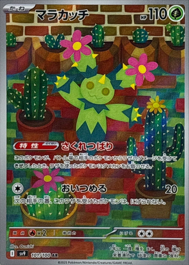 Maractus AR (sv9-101/100)